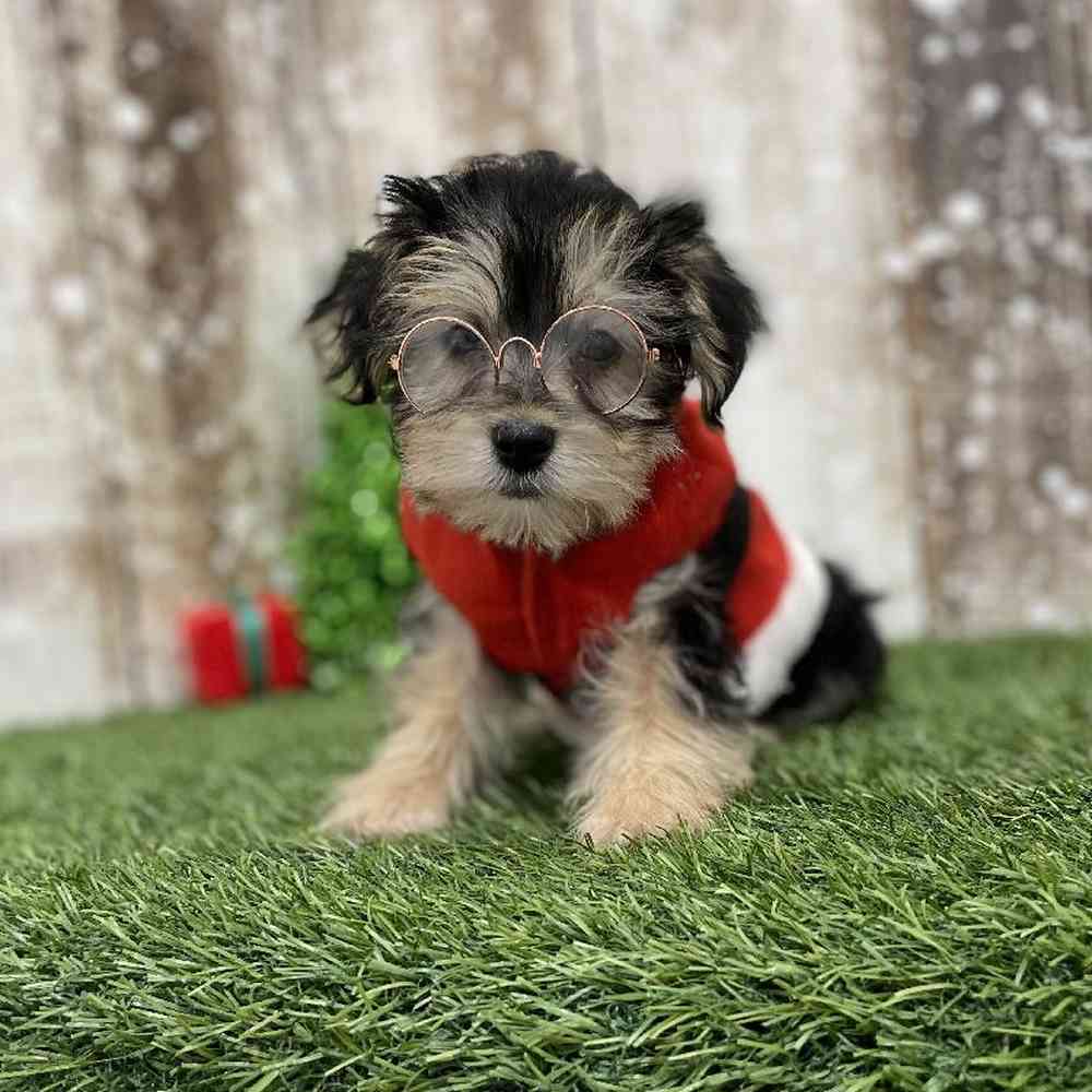 Male Morkie Puppy for Sale in Braintree, MA