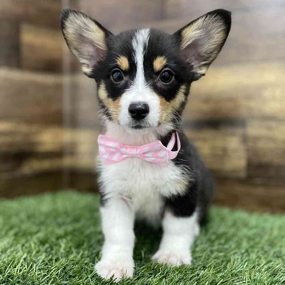 Female Pembroke Welsh Corgi Puppy for Sale in Braintree, MA