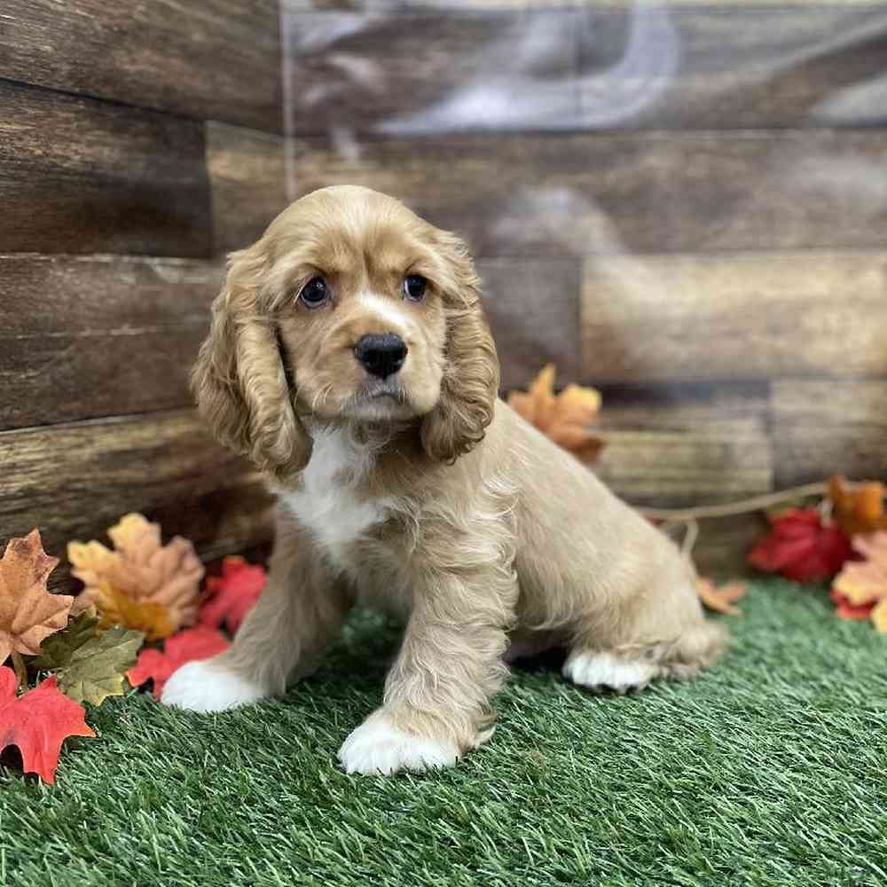 Male Cocker Spaniel Puppy for Sale in Braintree, MA