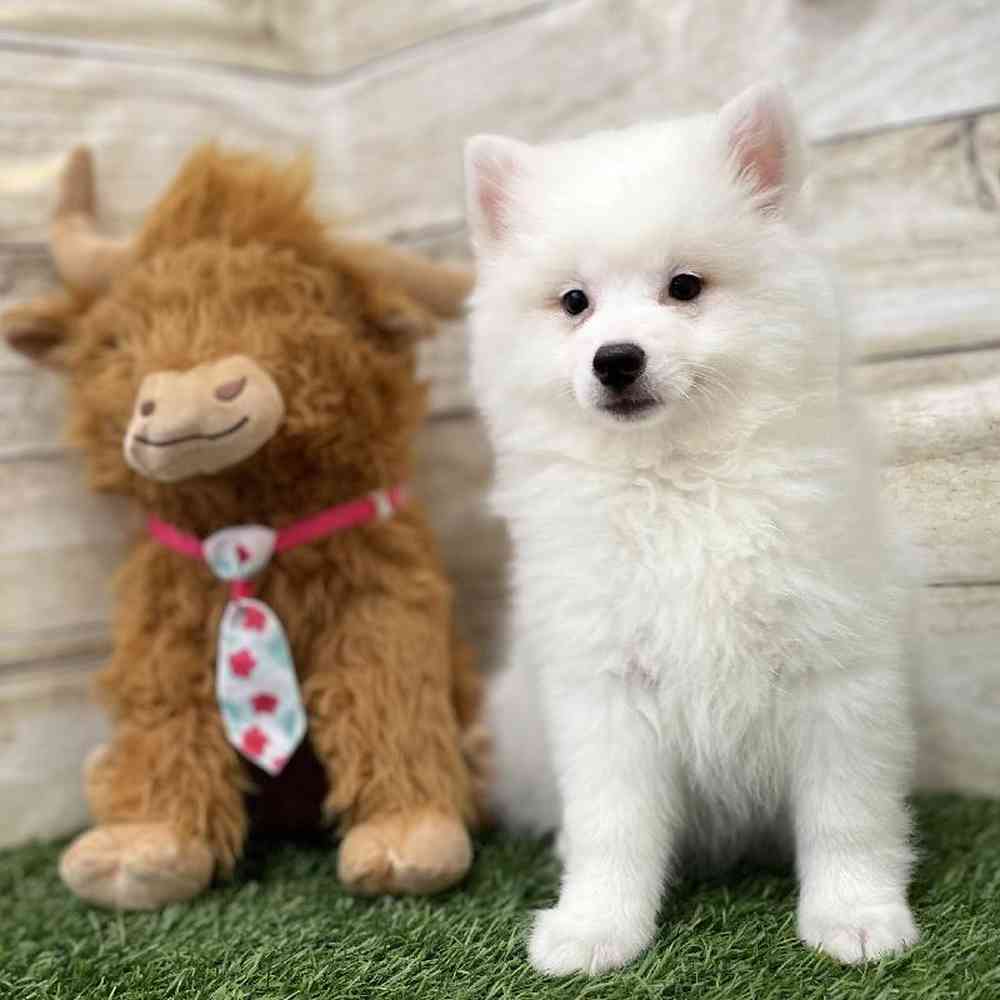 Male American Eskimo Puppy for Sale in Braintree, MA