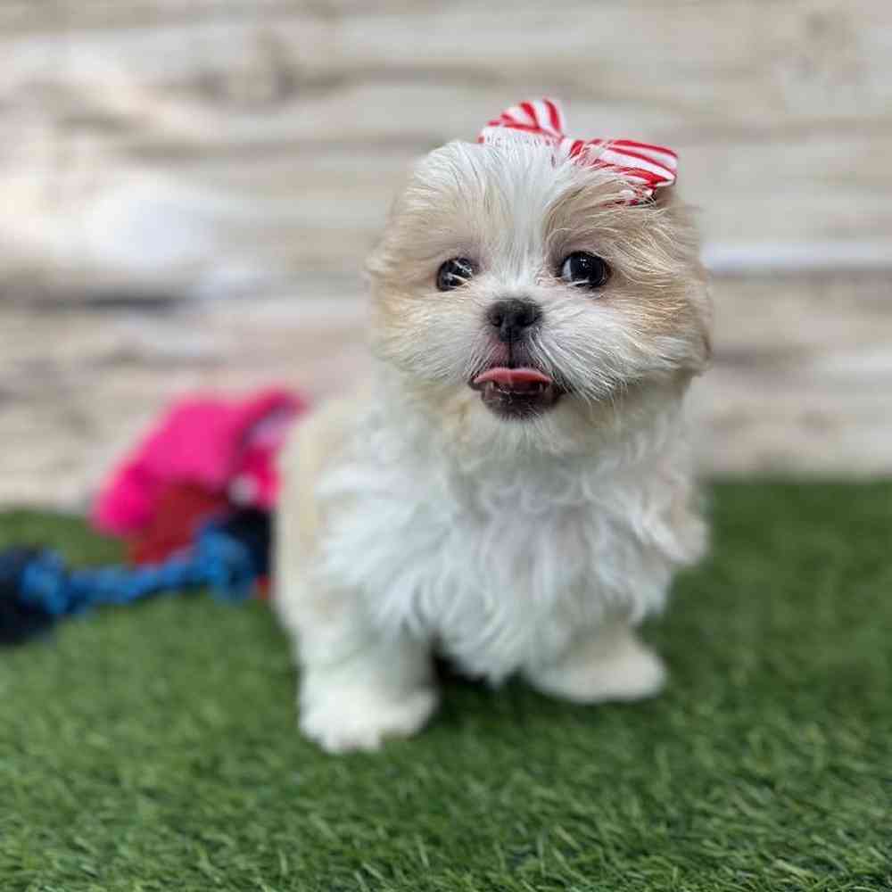 Female Shih Tzu Puppy for Sale in Saugus, MA