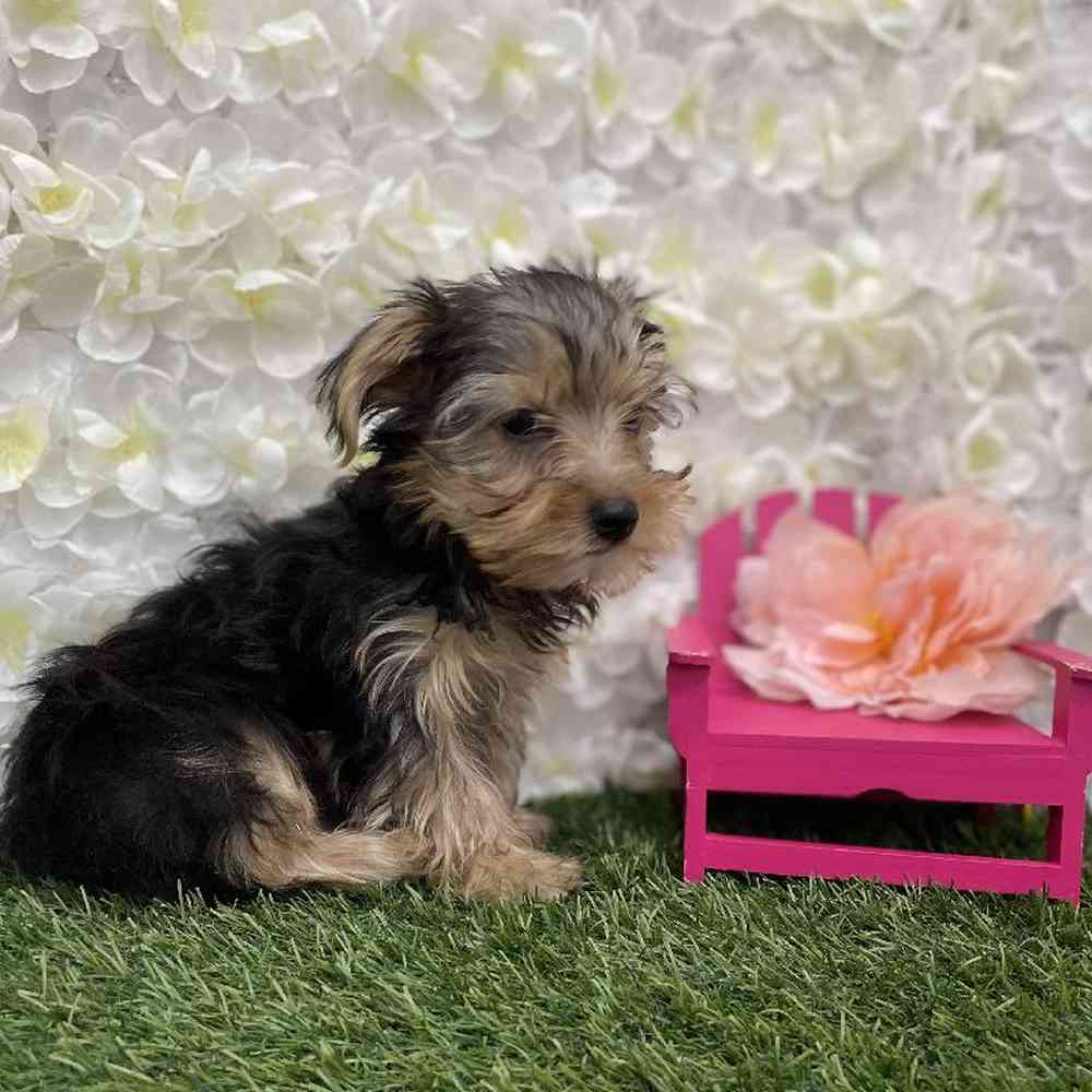 Male Yorkshire Terrier Puppy for Sale in Braintree, MA