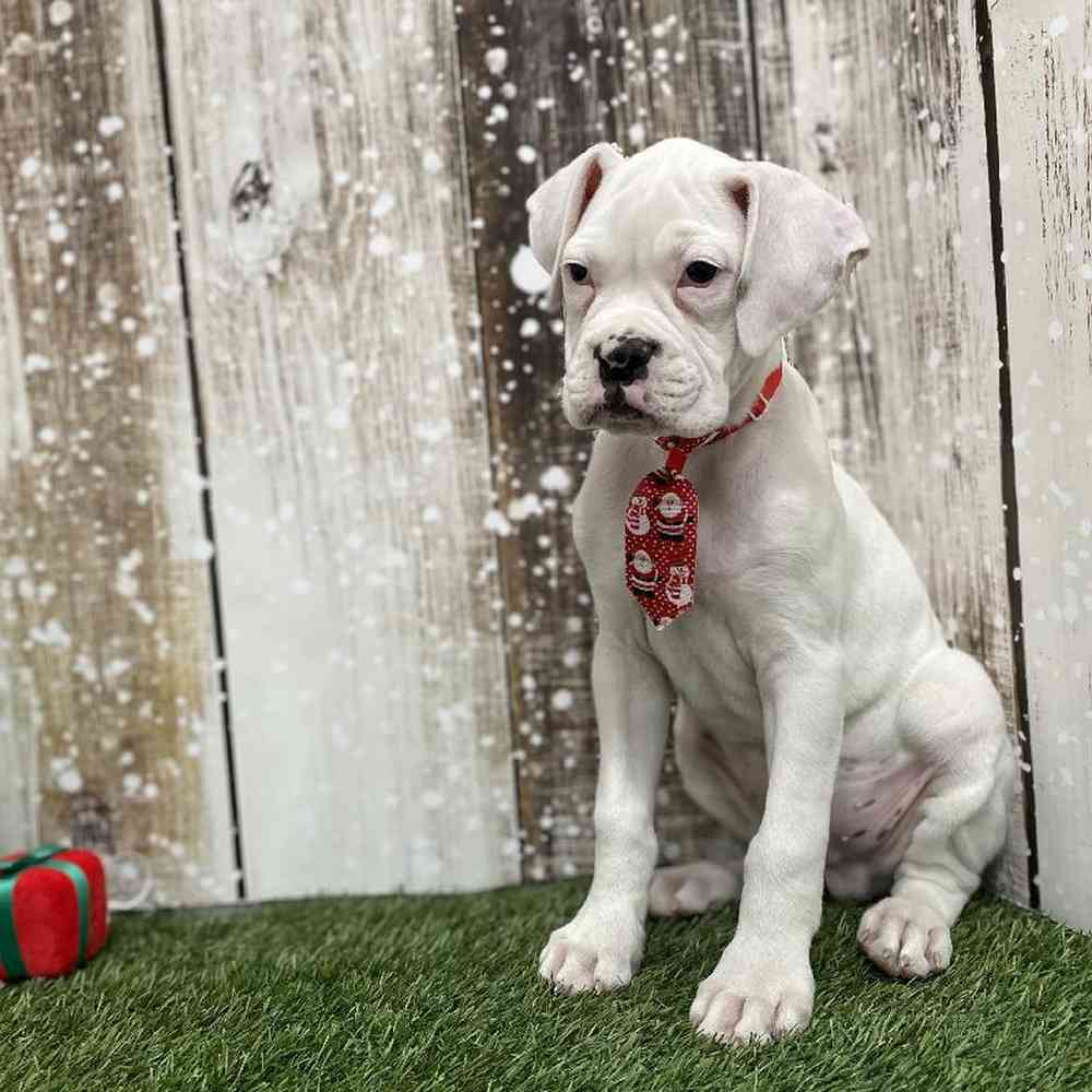 Male Boxer Puppy for Sale in Braintree, MA