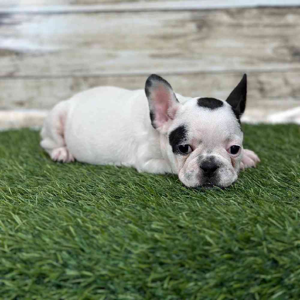 Male French Bulldog Puppy for Sale in Saugus, MA