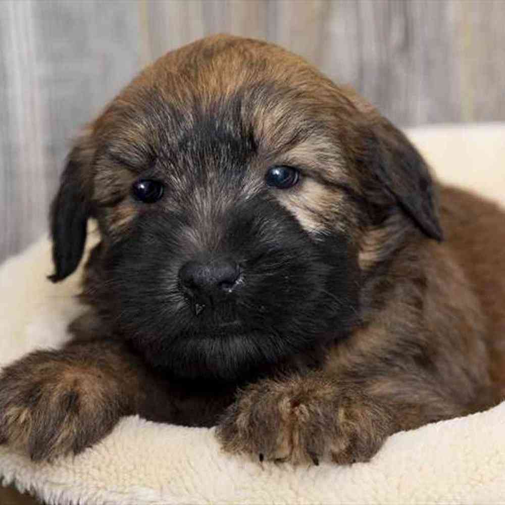 Male Soft Coated Wheaten Terrier Puppy for sale