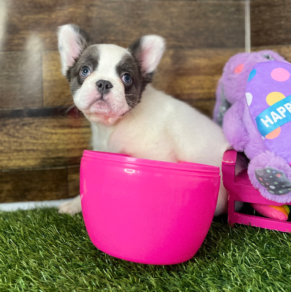 Female French Bulldog Puppy for Sale in Braintree, MA