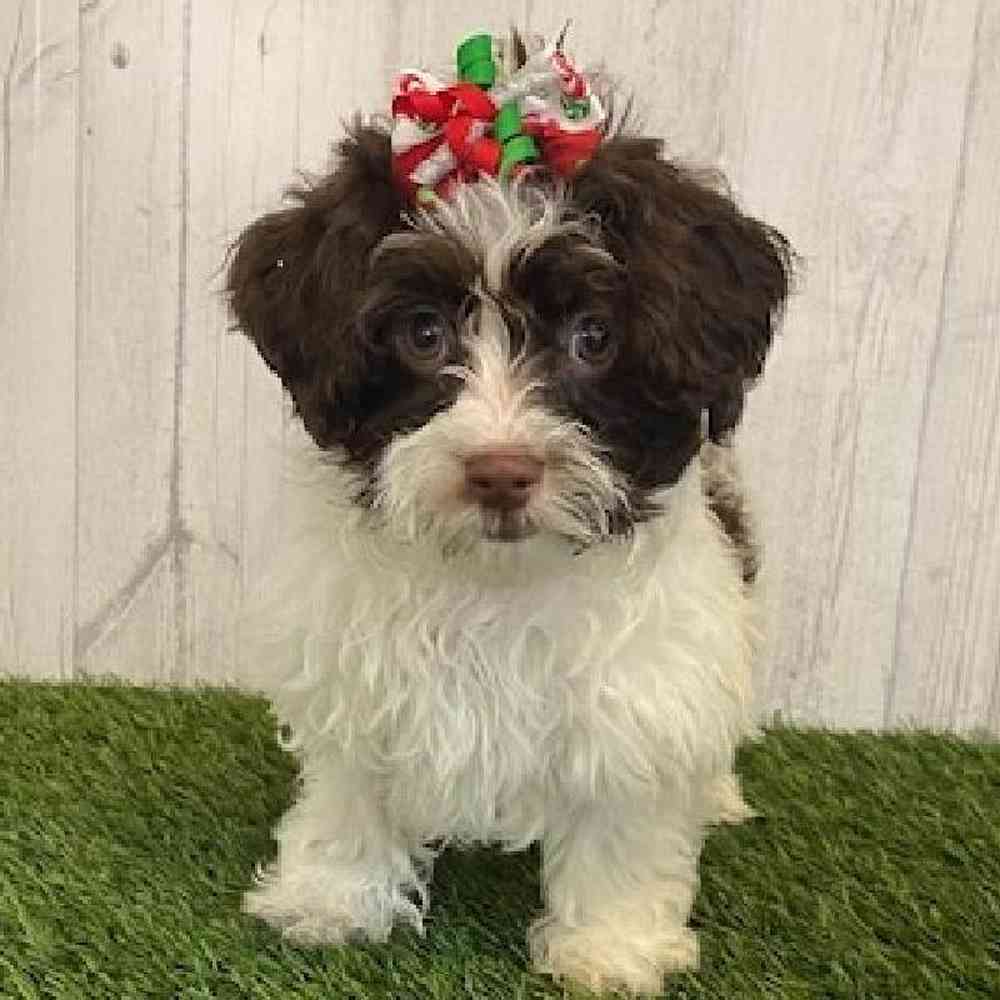 Female Havanese Puppy for sale