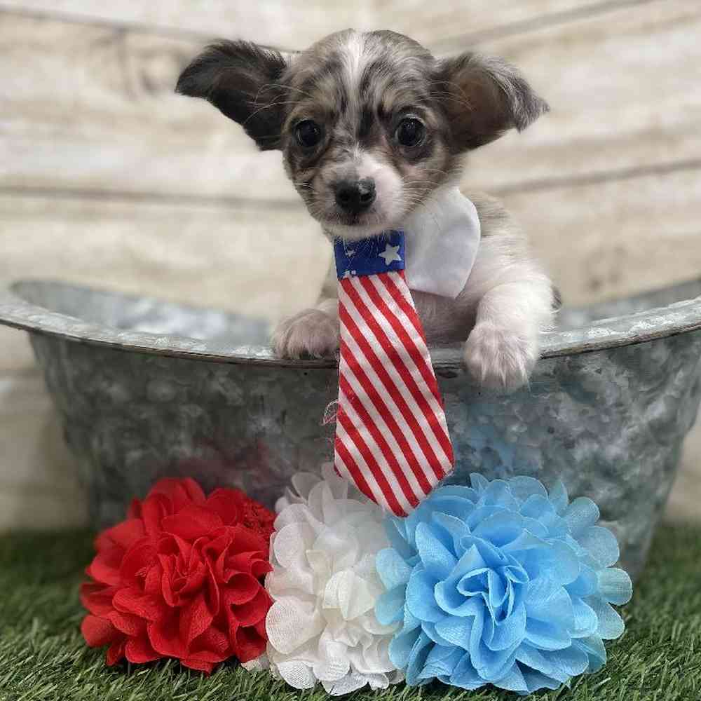Male Chihuahua Puppy for Sale in Braintree, MA
