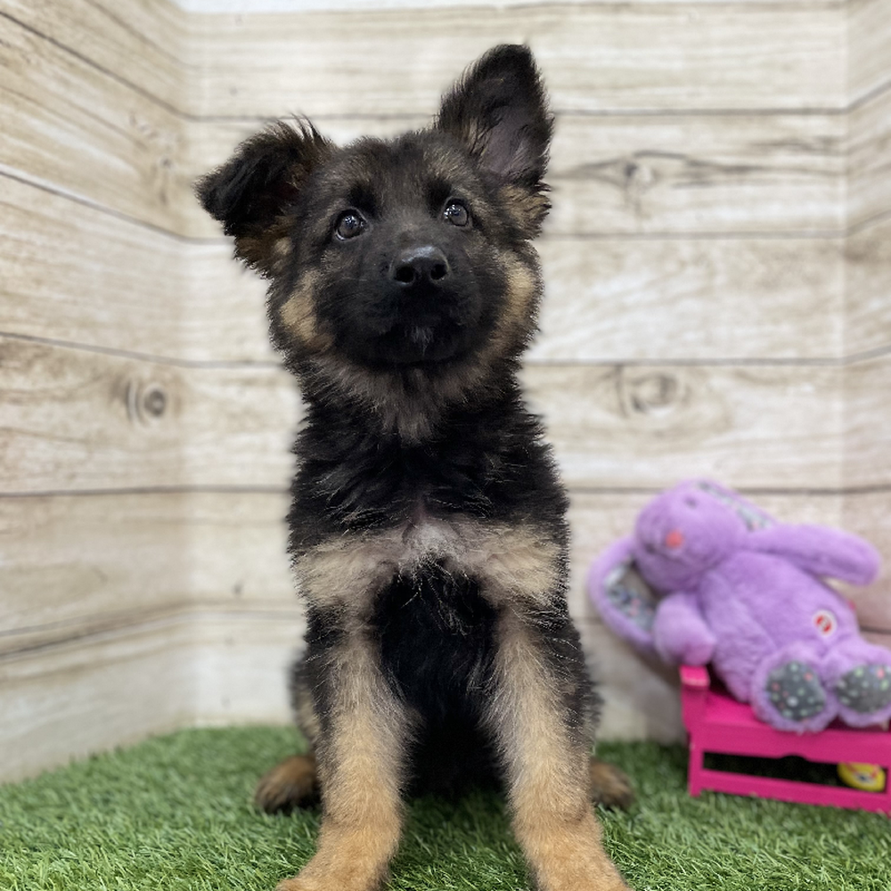 Male German Shepherd Dog Puppy for Sale in Braintree, MA