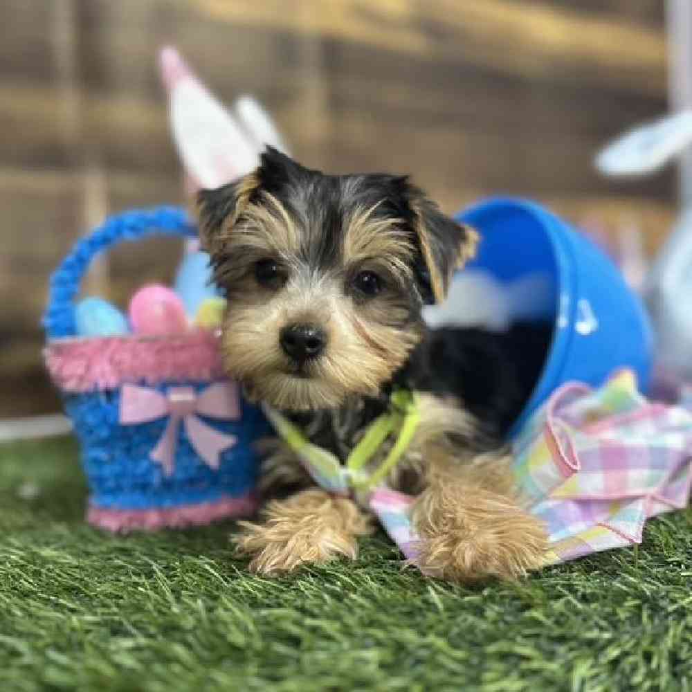 Male Yorkshire Terrier Puppy for Sale in Saugus, MA