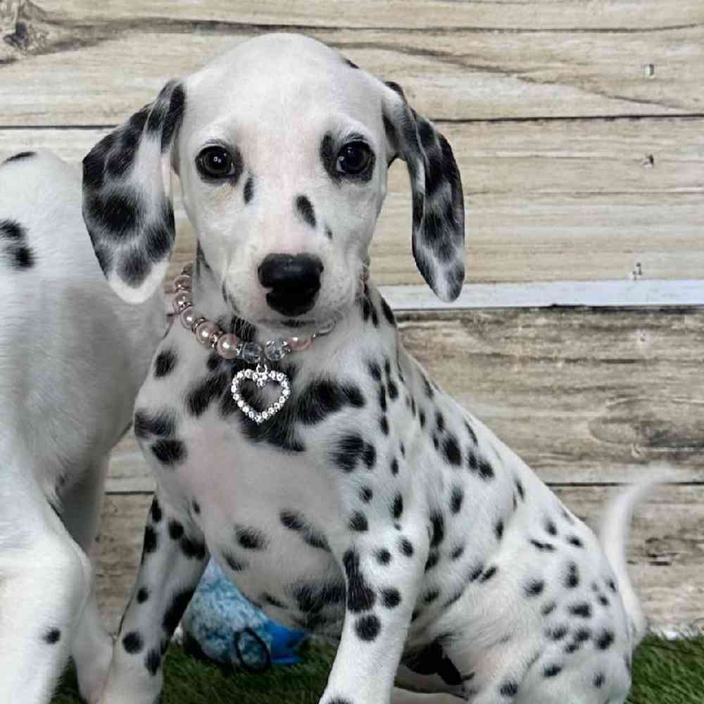 Female Dalmatian Puppy for Sale in Saugus, MA