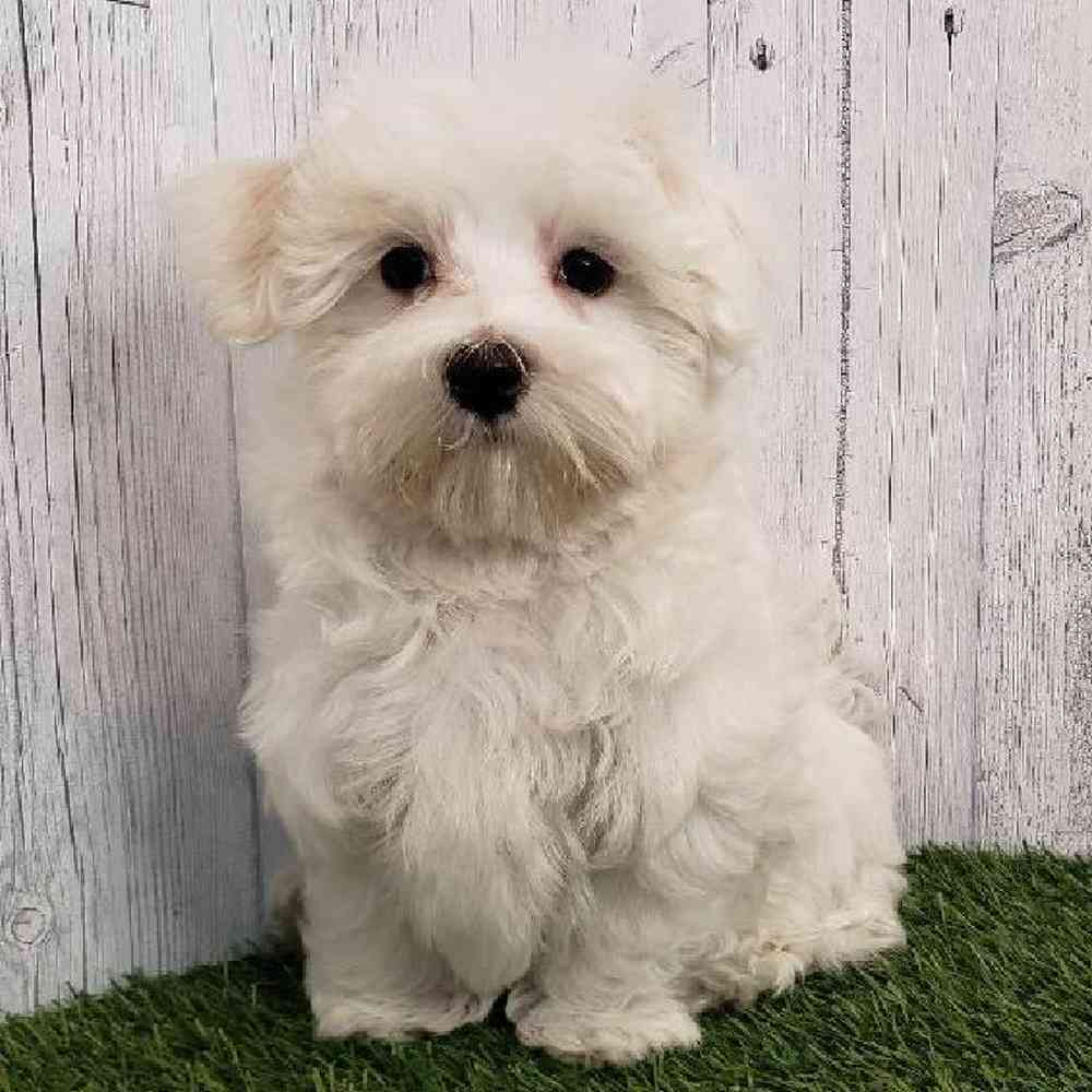 Male Maltese Puppy for sale
