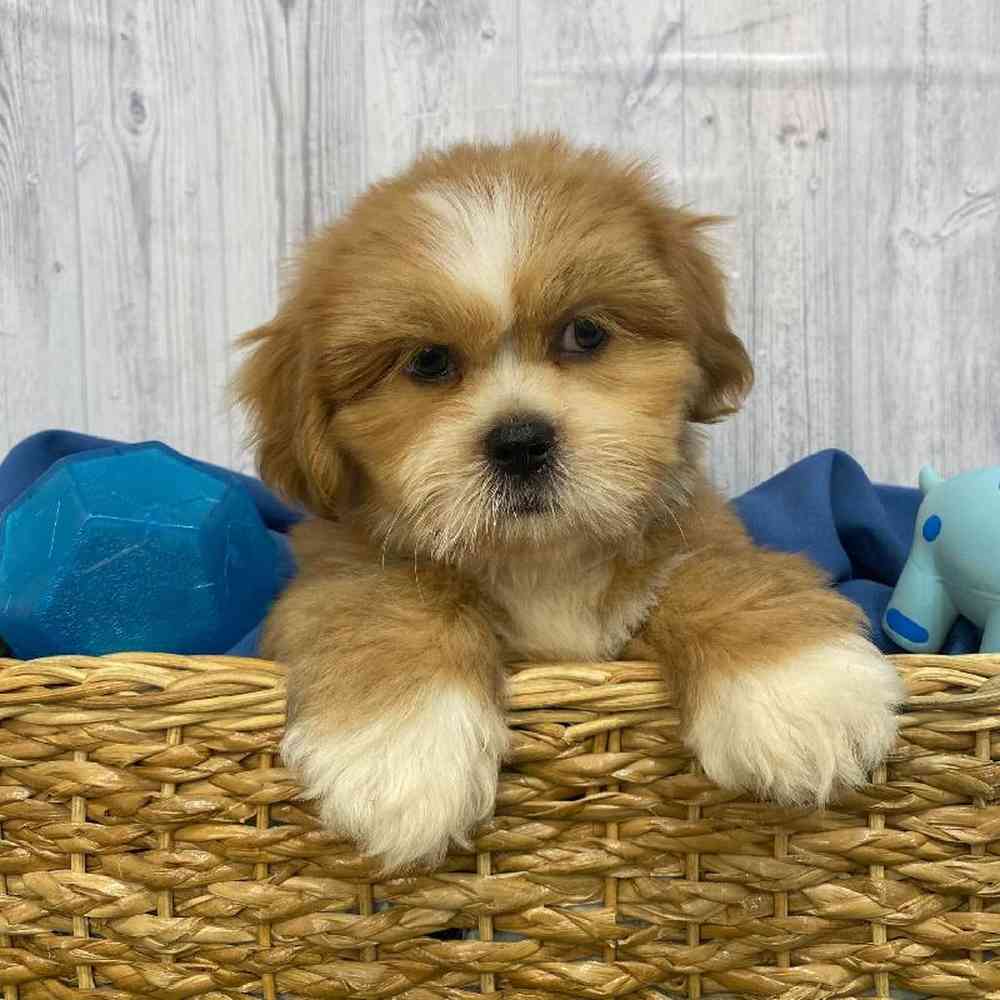 Male Lhasa Apso Puppy for Sale in Saugus, MA