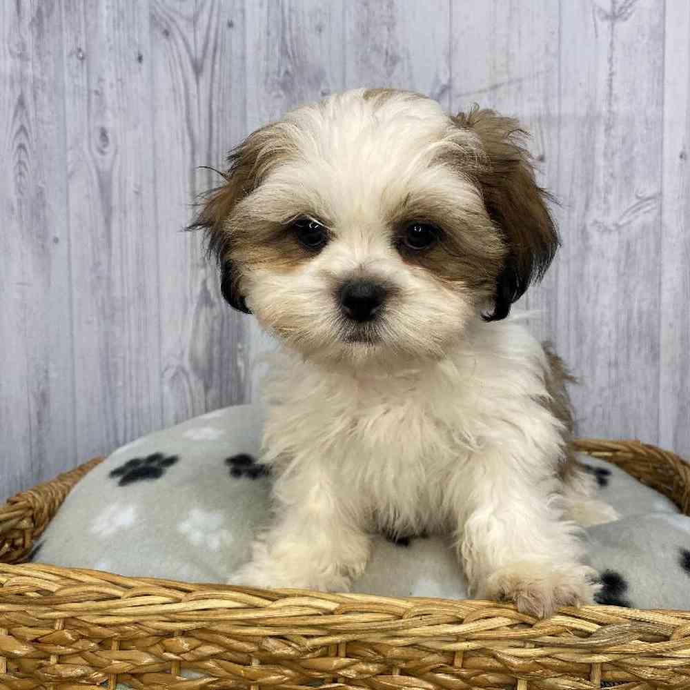 Male Shih Tzu Puppy for Sale in Saugus, MA
