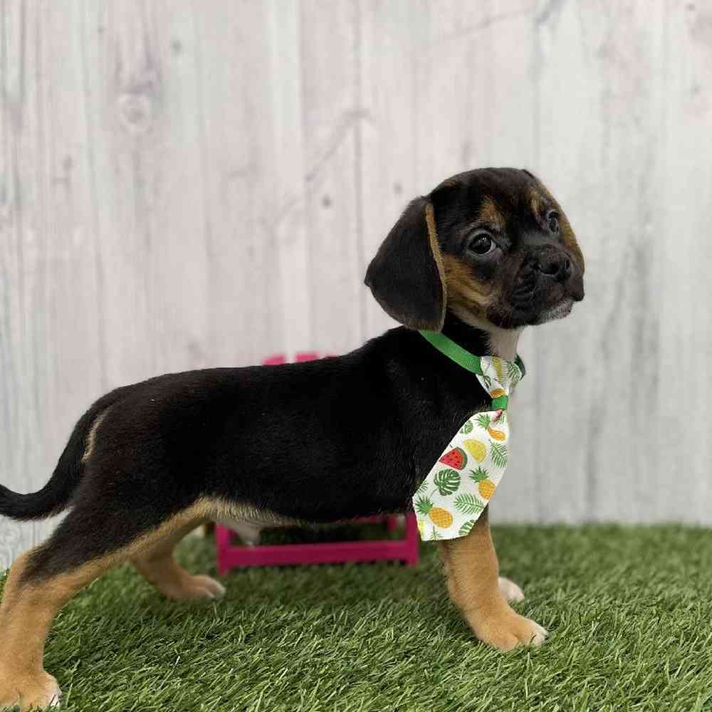 Male Puggle Puppy for Sale in Braintree, MA