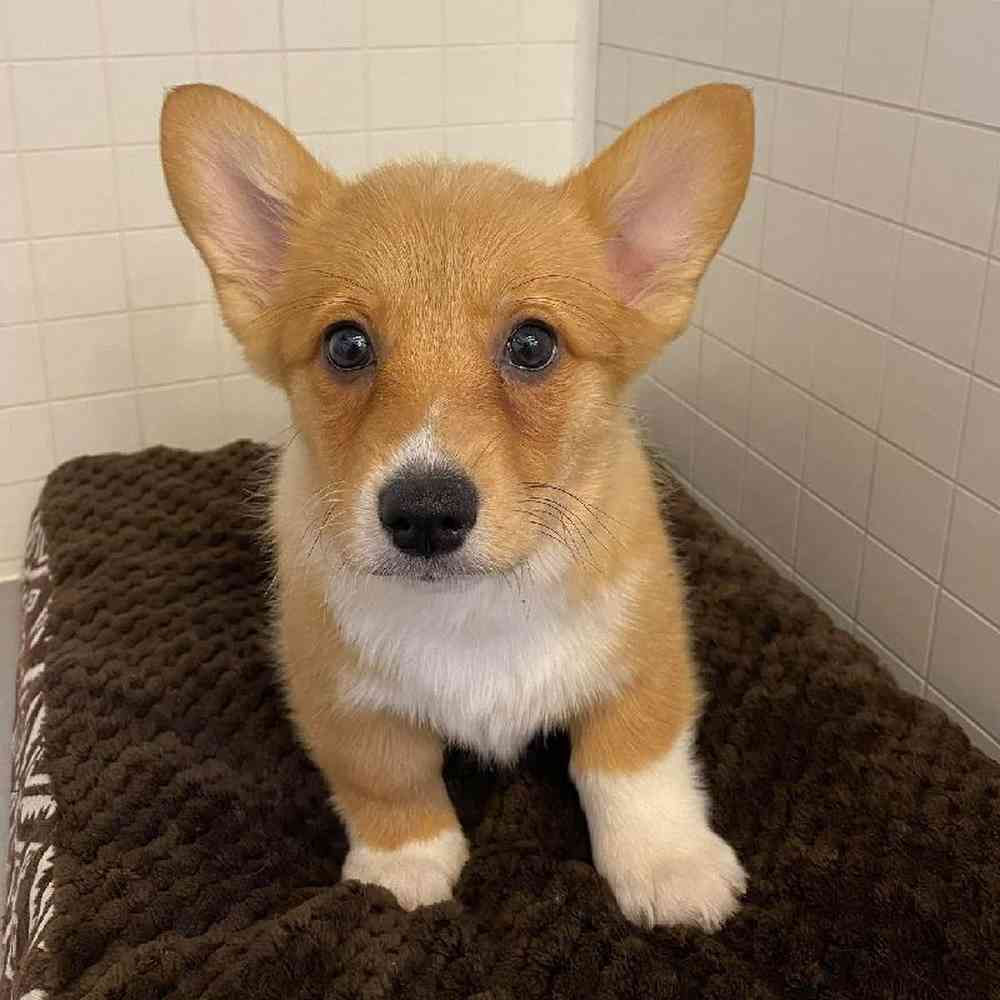 Female Pembroke Welsh Corgi Puppy for sale