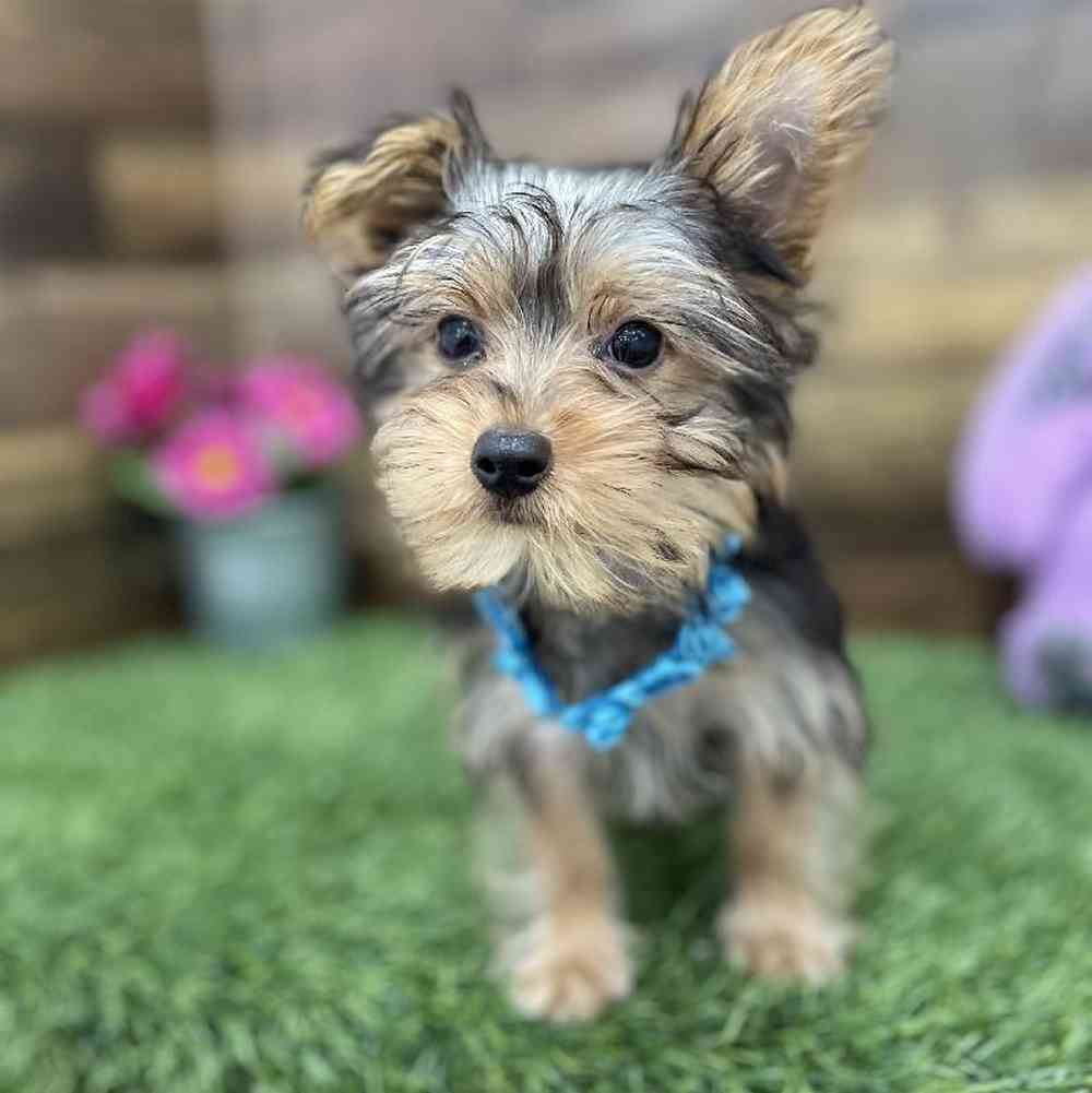 Female Yorkshire Terrier Puppy for Sale in Braintree, MA