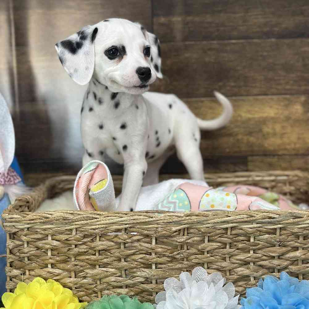 Female Dalmatian Puppy for Sale in Saugus, MA