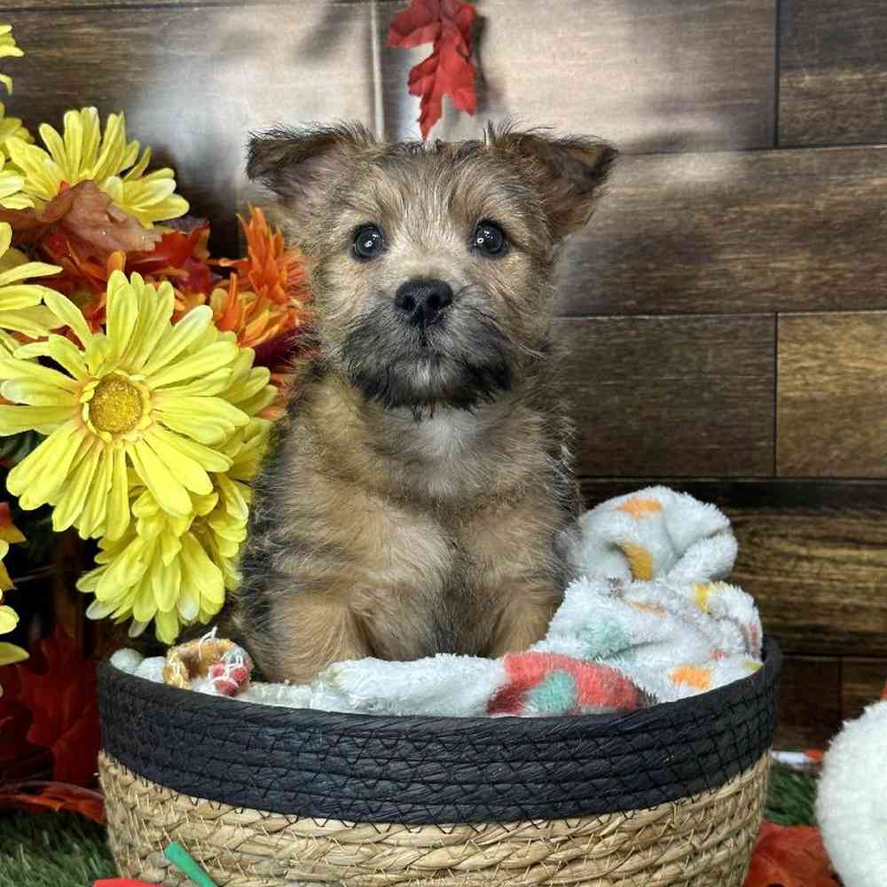 Male Cairn Terrier Puppy for Sale in Saugus, MA