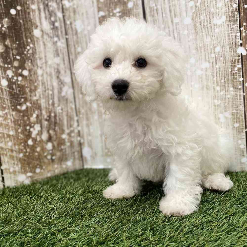 Male Bichon Frise Puppy for Sale in Braintree, MA
