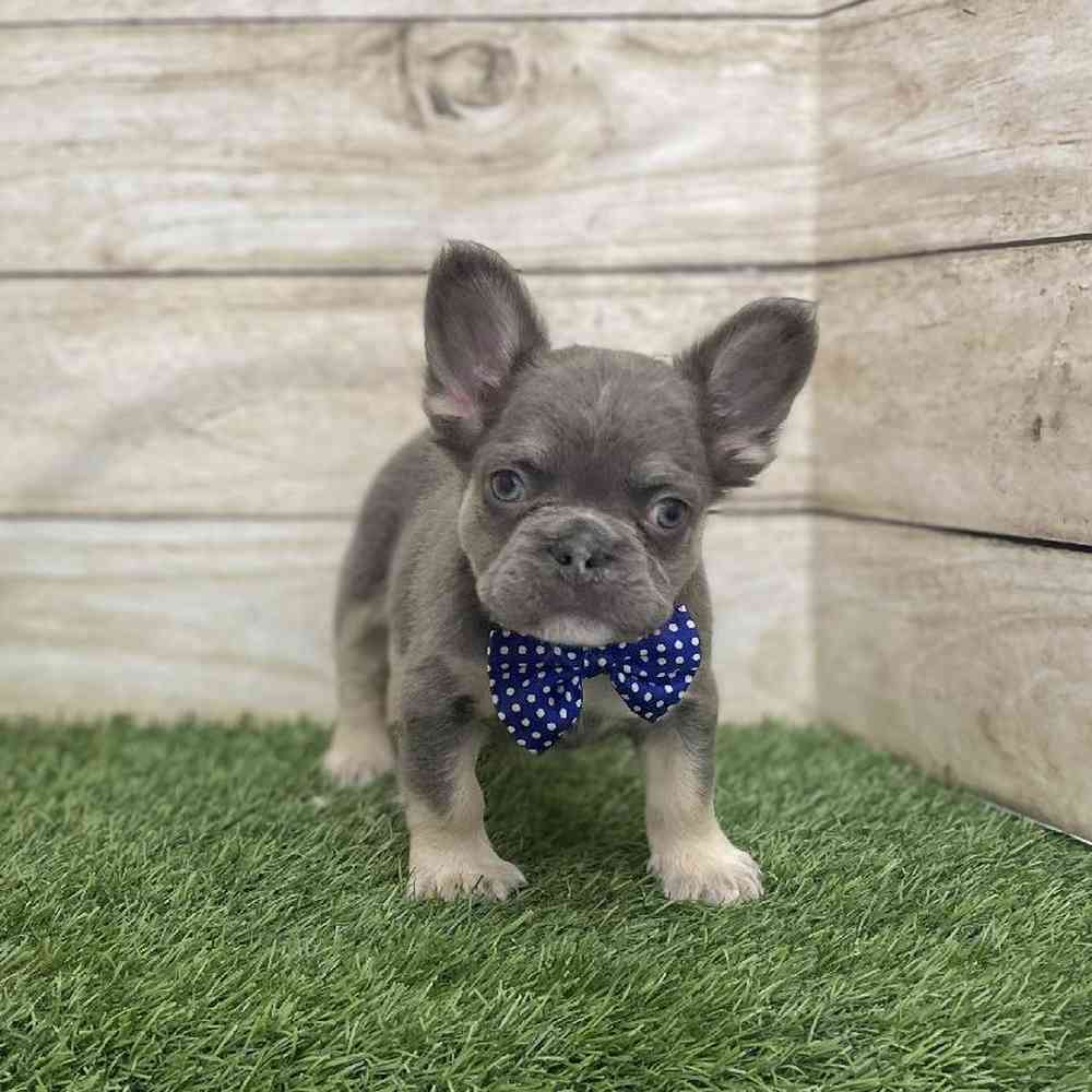Male French Bulldog Puppy for Sale in Braintree, MA