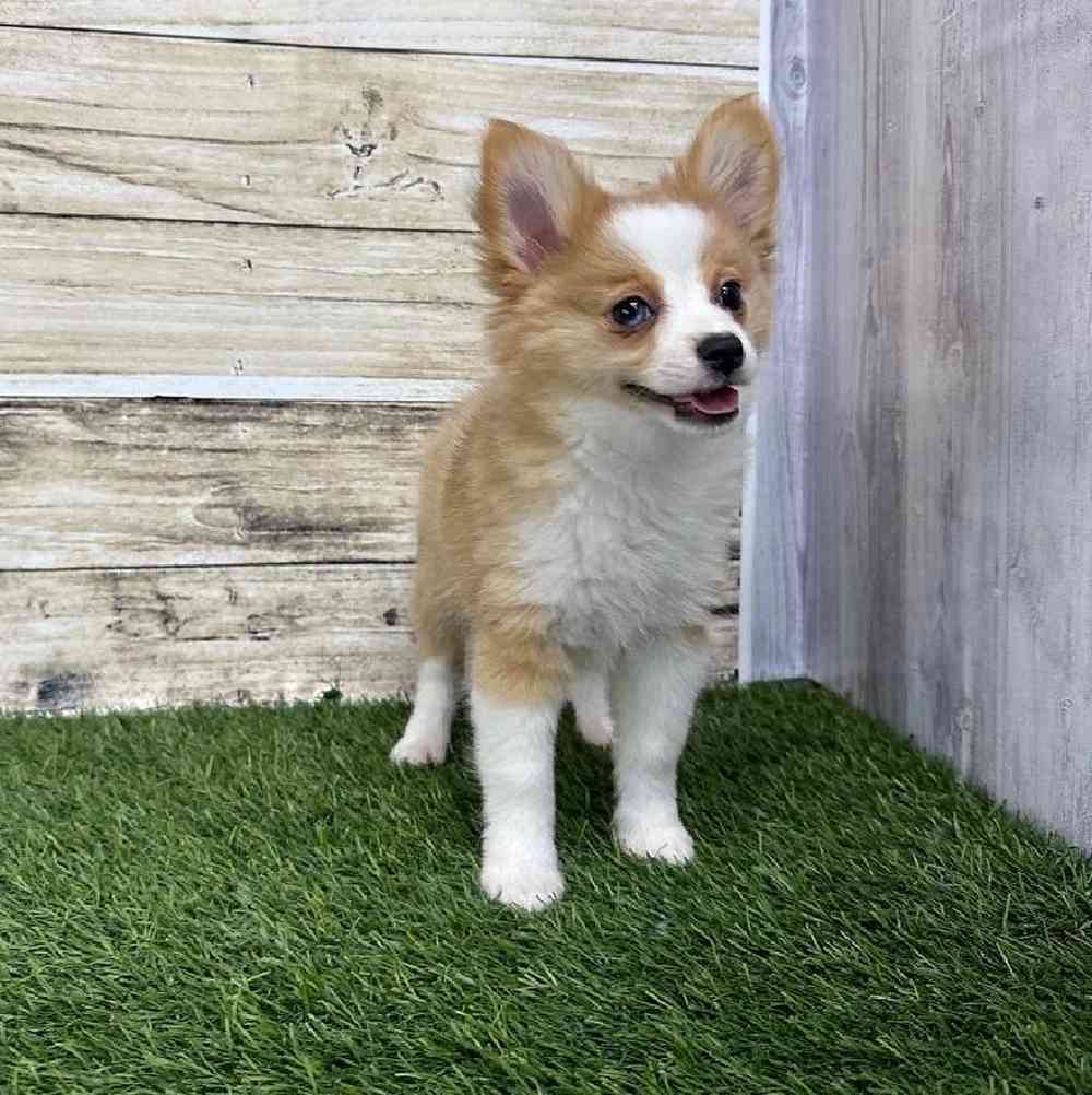 Female Aussie Pom Puppy for Sale in Saugus, MA