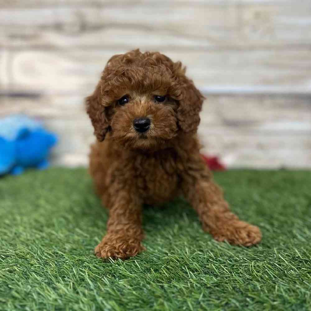 Male Mini Labradoodle 2nd Gen Puppy for Sale in Saugus, MA