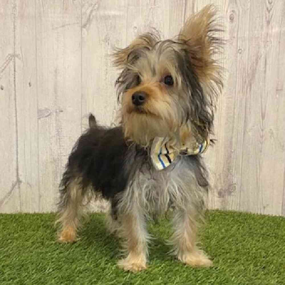 Male Yorkshire Terrier Puppy for Sale in Saugus, MA