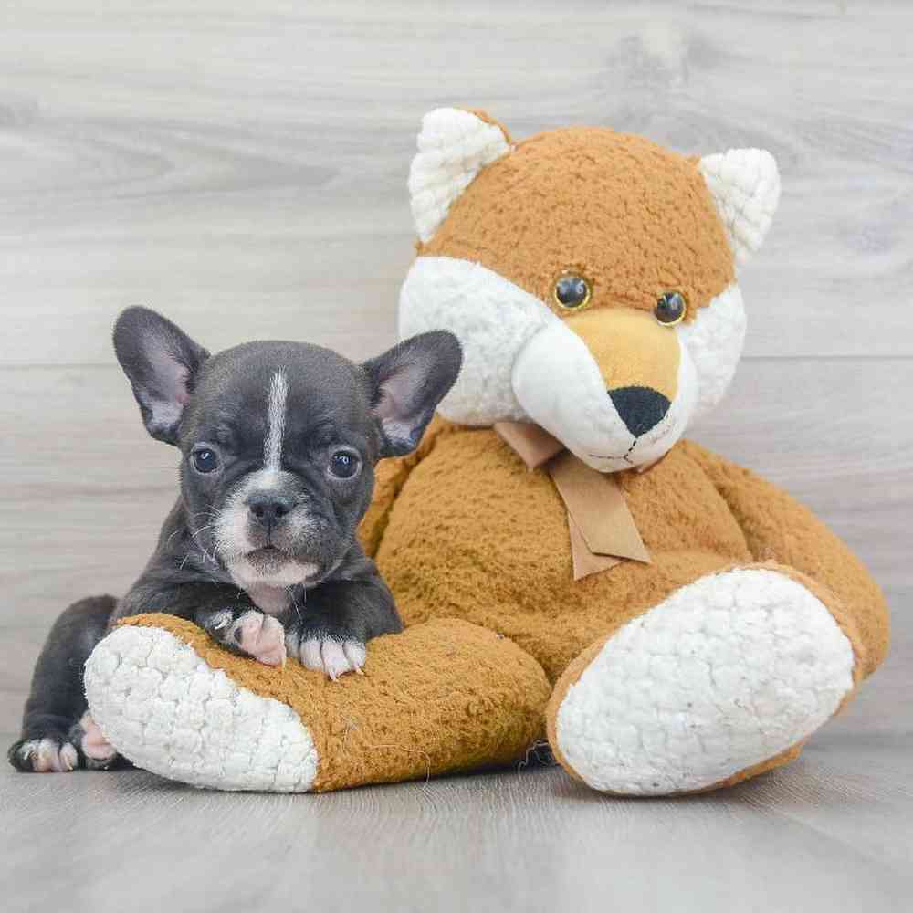 french-bulldog-marla-5144897347474421.jpg