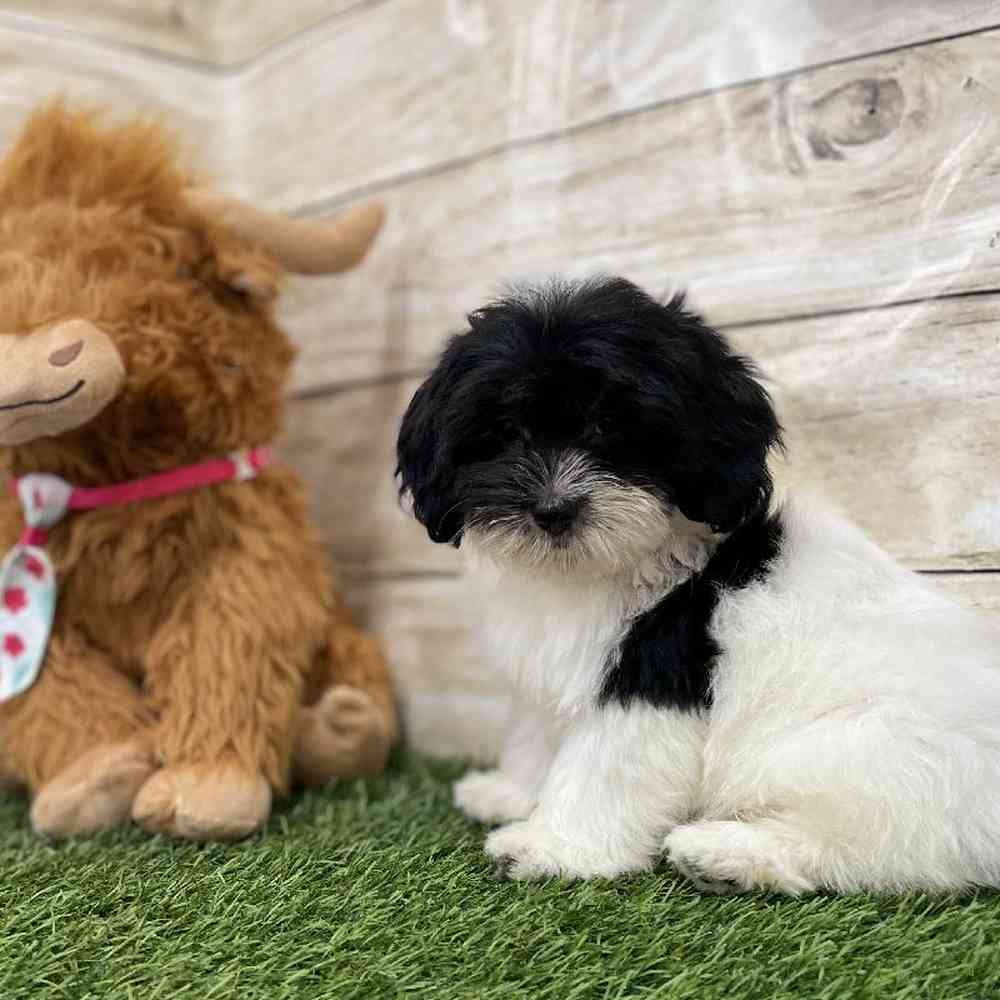 Male Havanese Puppy for Sale in Braintree, MA
