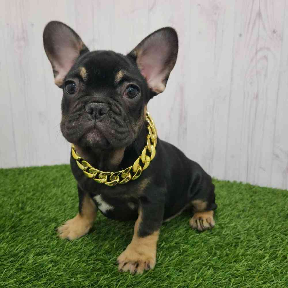 Male French Bulldog Puppy for Sale in Braintree, MA
