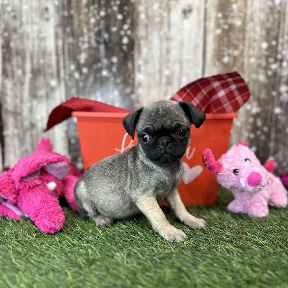 Female Pug Puppy for Sale in Saugus, MA