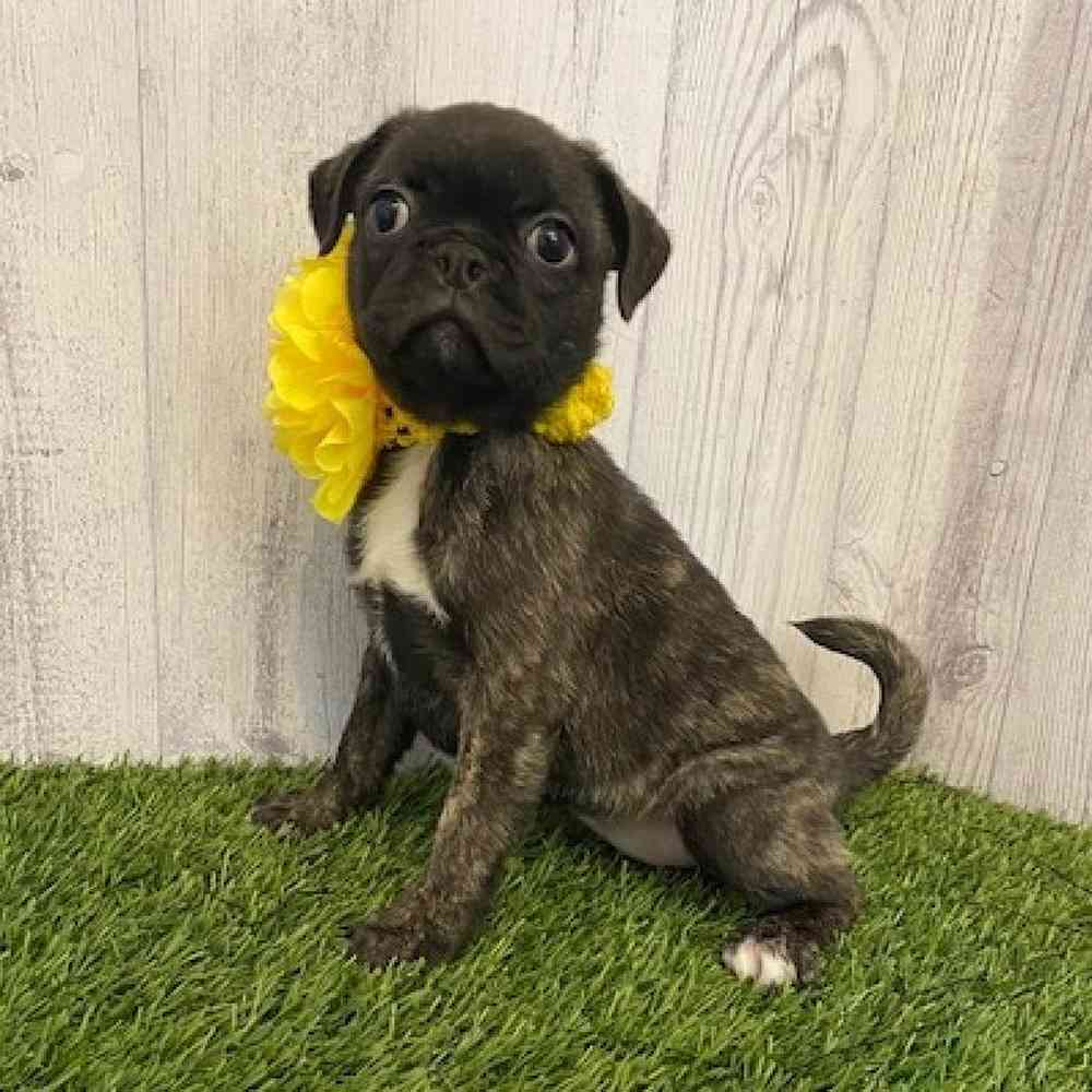 Female Bugg Puppy for sale