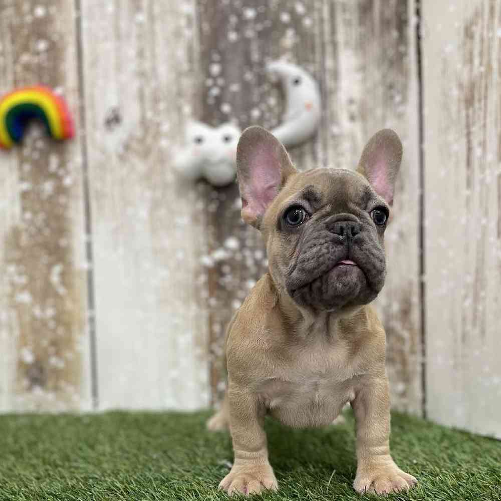 Female French Bulldog Puppy for Sale in Braintree, MA