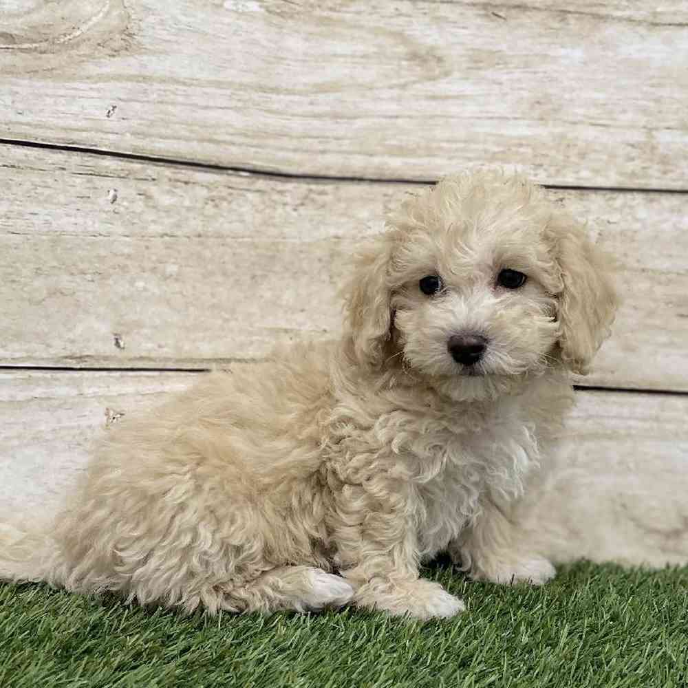 Female Cavachon Puppy for Sale in Braintree, MA