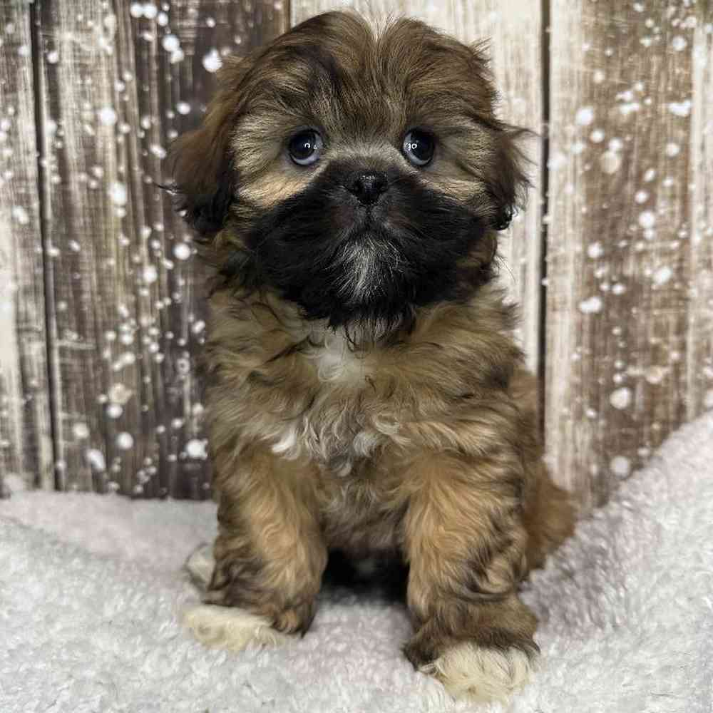 Female Lhasa Apso Puppy for Sale in Saugus, MA