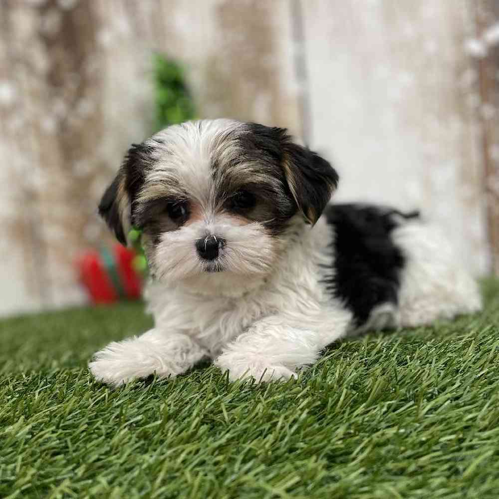 Male Morkie Puppy for Sale in Braintree, MA