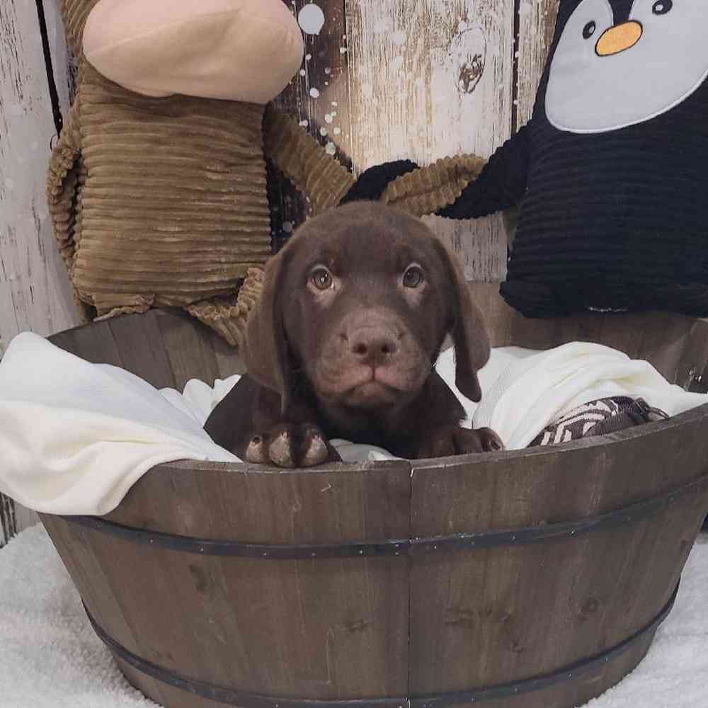 Male Labrador Retriever Puppy for Sale in Saugus, MA