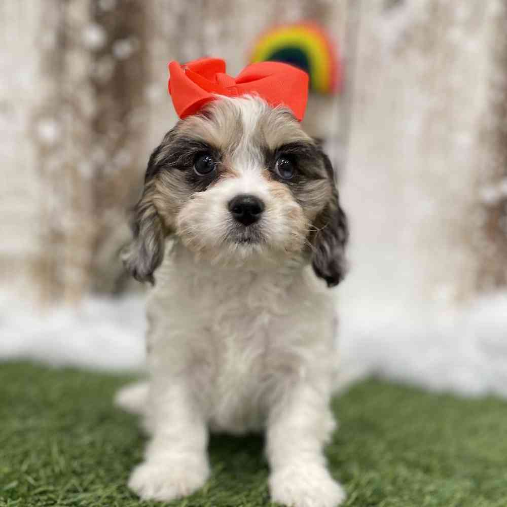 Female Cavachon Puppy for Sale in Braintree, MA