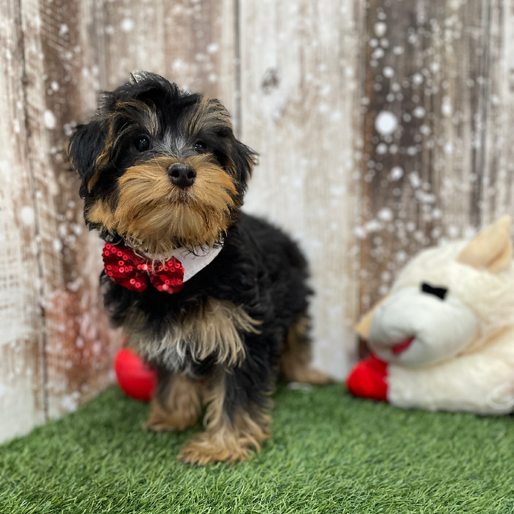 Male Yorkshire Terrier Puppy for Sale in Braintree, MA