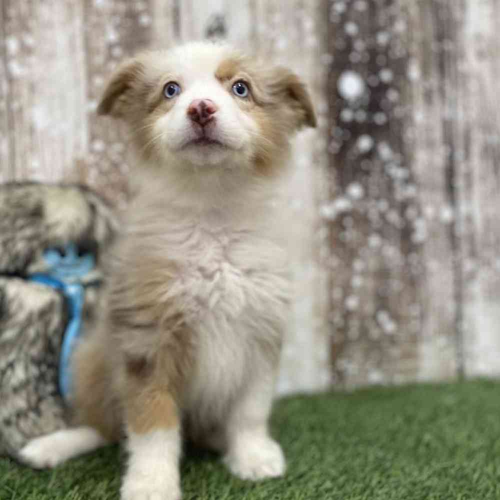 Female Miniature Australian Shepherd Puppy for Sale in Braintree, MA