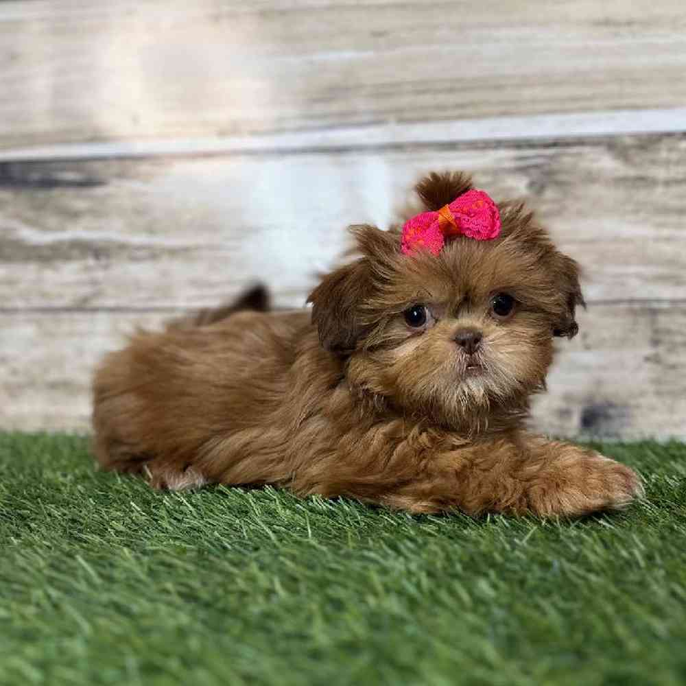 Female Shih Tzu Puppy for Sale in Saugus, MA