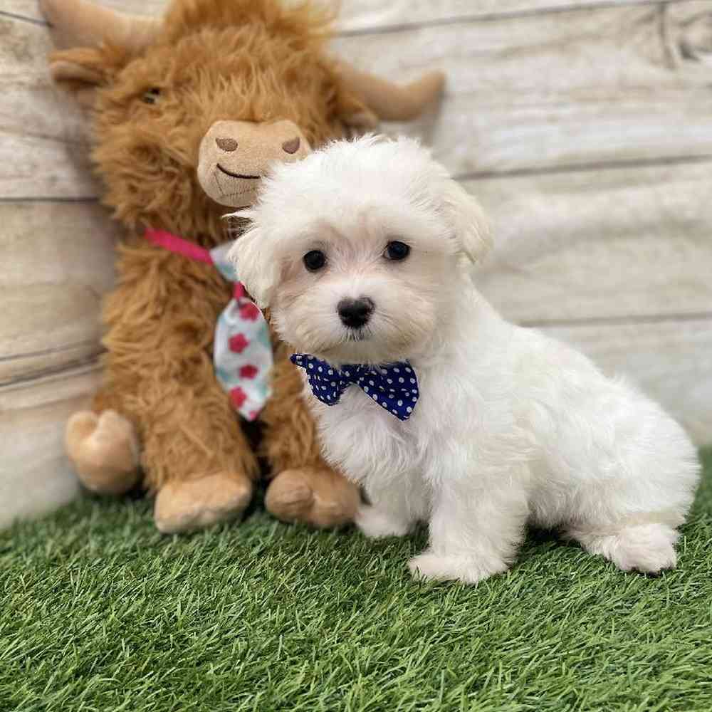Male Maltese Puppy for Sale in Braintree, MA