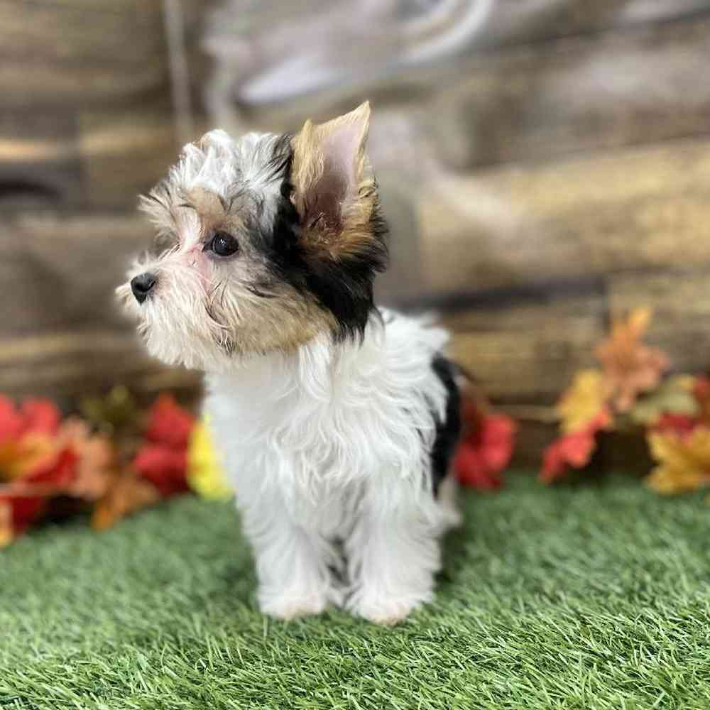 Female Yorkshire Terrier Puppy for Sale in Braintree, MA