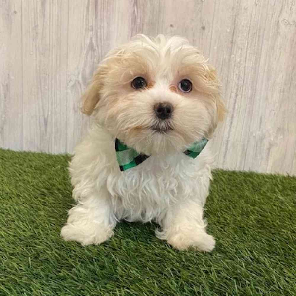 Male Malshi Puppy for sale
