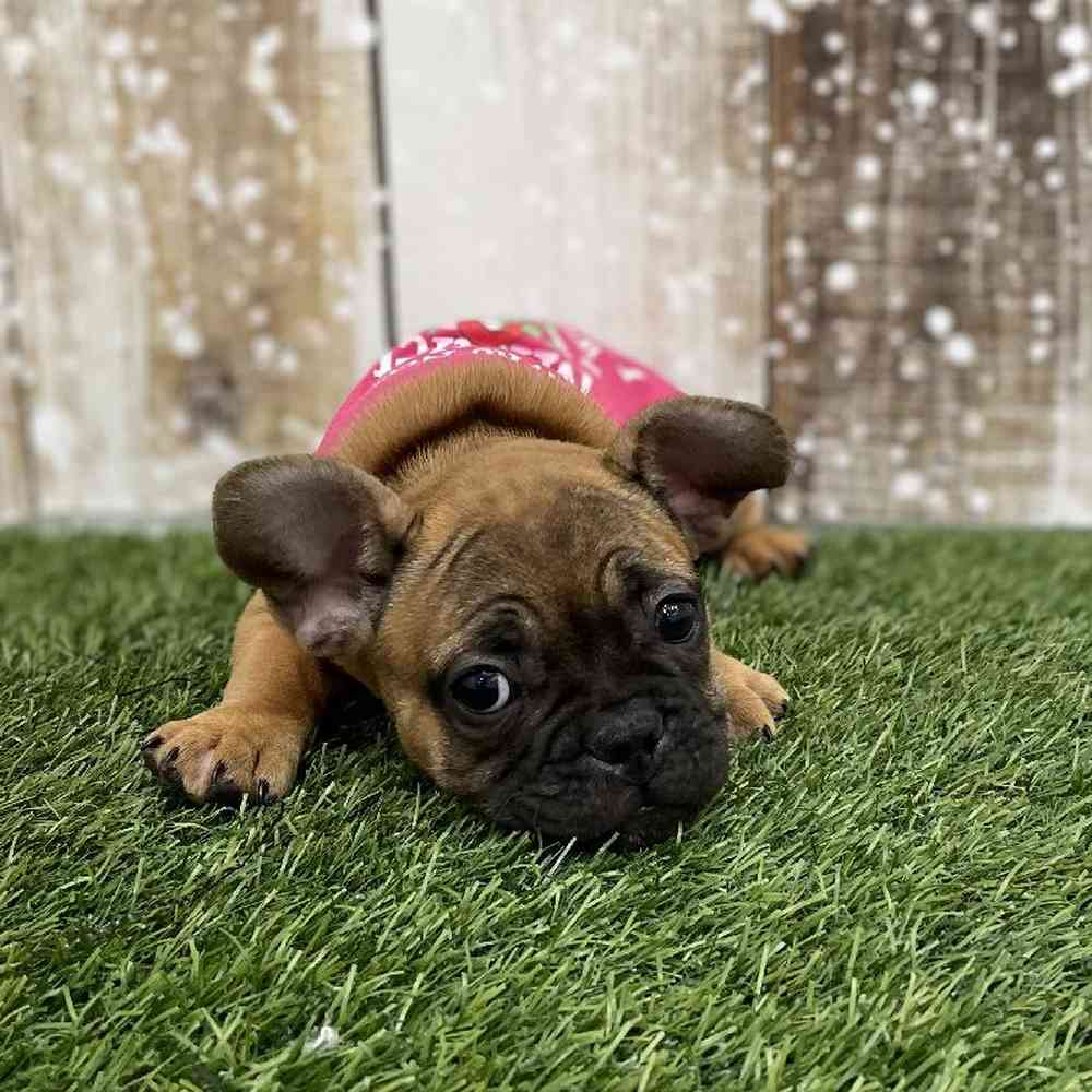 Female French Bulldog Puppy for Sale in Braintree, MA