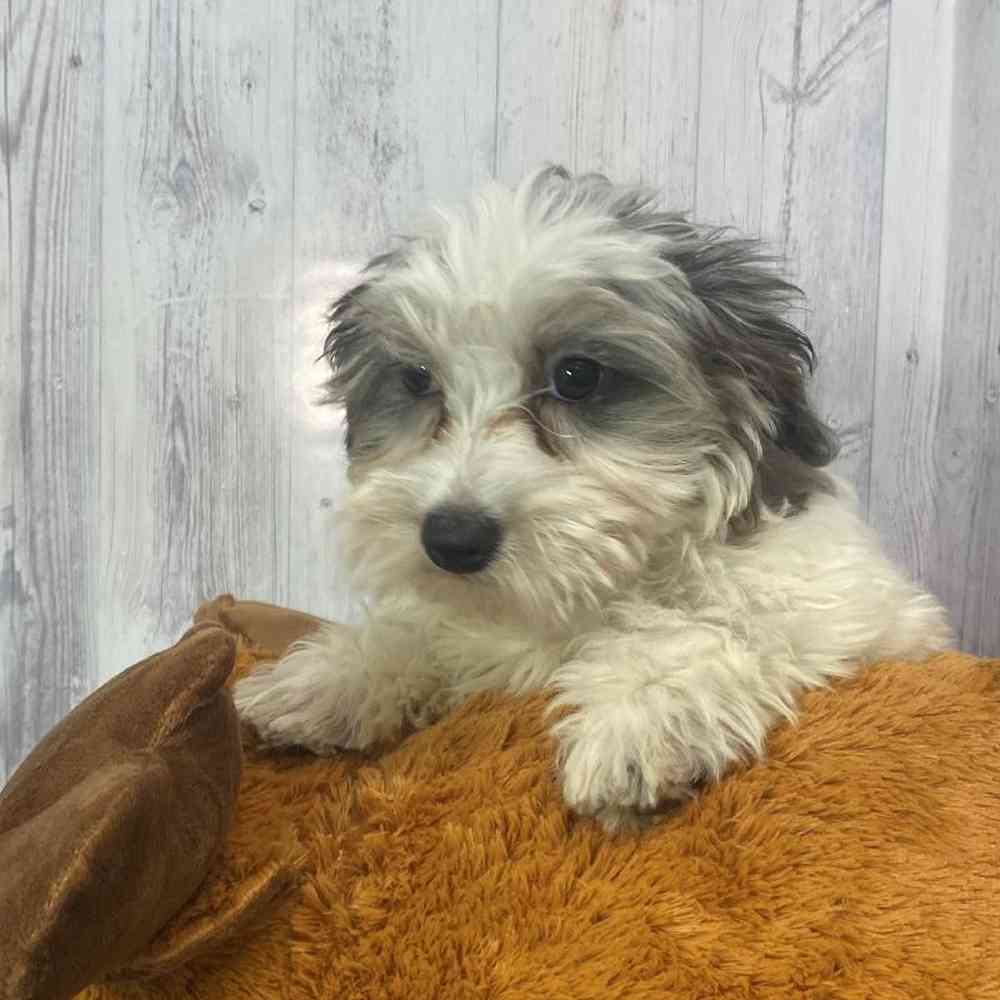 Female Mini Goldendoodle 2nd Gen Puppy for Sale in Saugus, MA