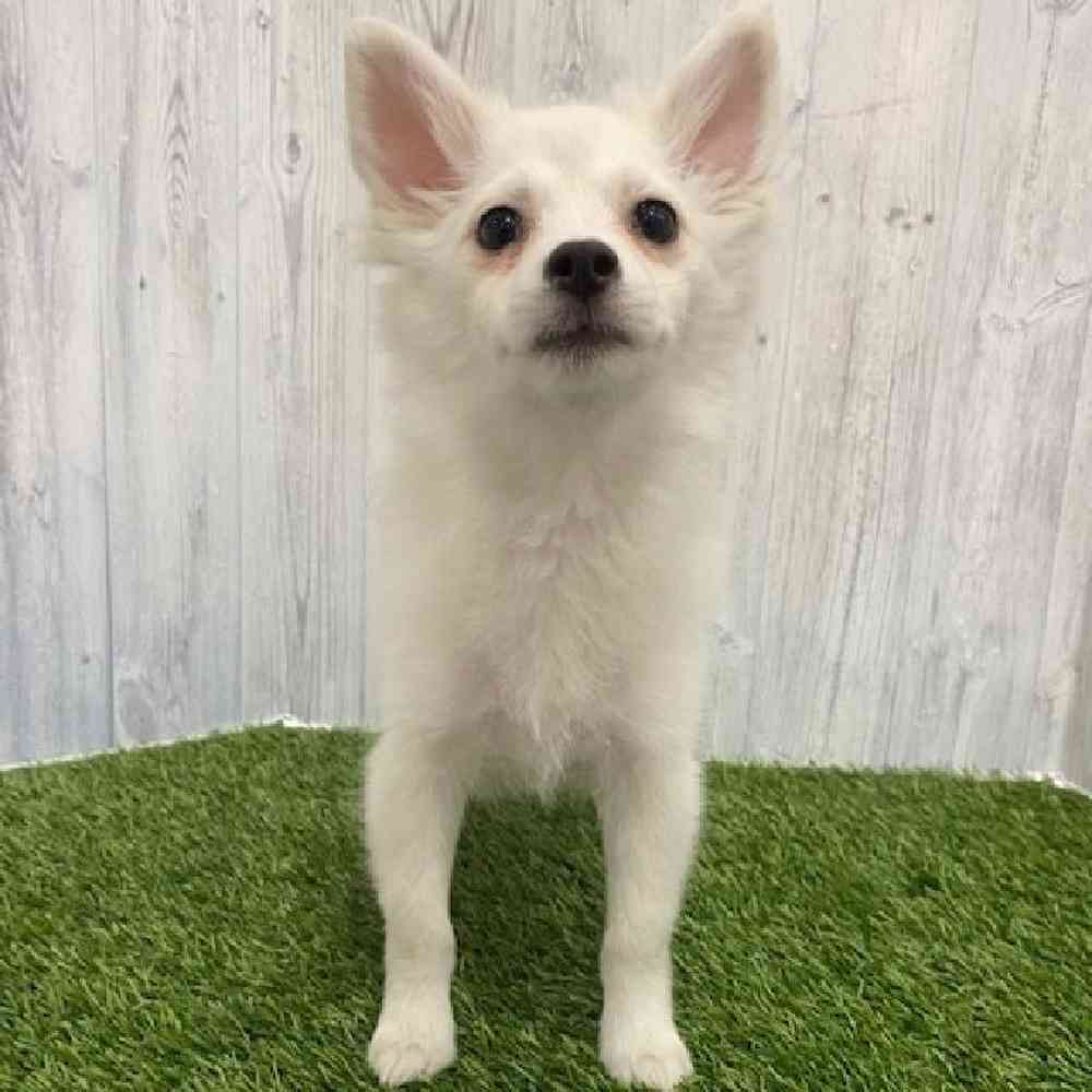 Female Pomimo Puppy for Sale in Braintree, MA