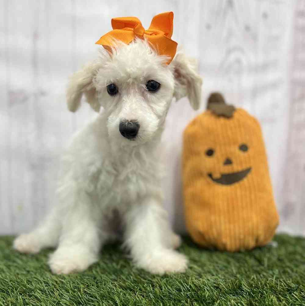 Female Poodle Toy Puppy for Sale in Braintree, MA