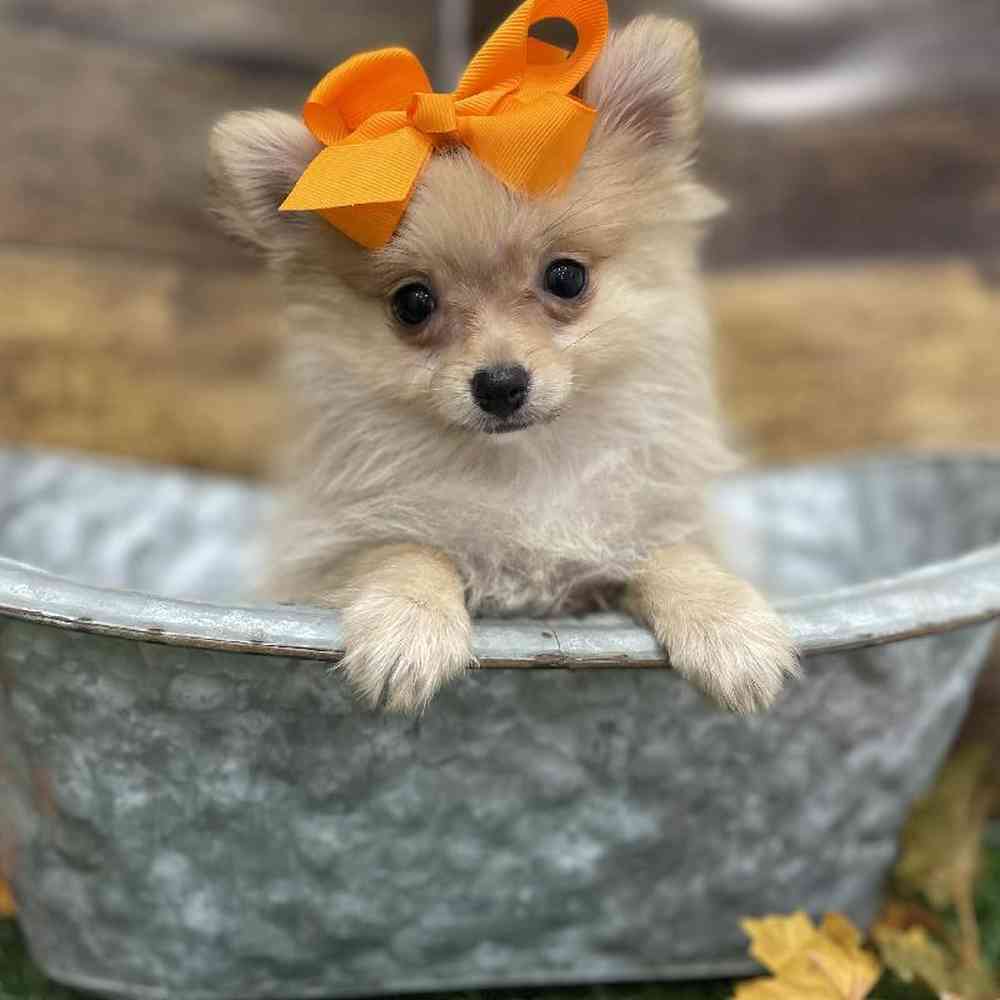 Female Pomeranian Puppy for Sale in Braintree, MA